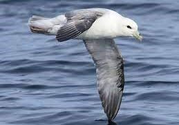 Fulmar1